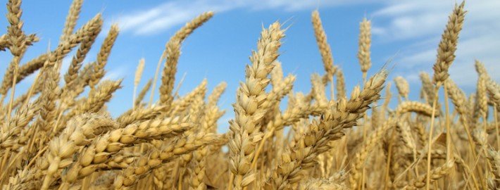 Wheat field