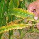 Potassium deficiency in corn source: