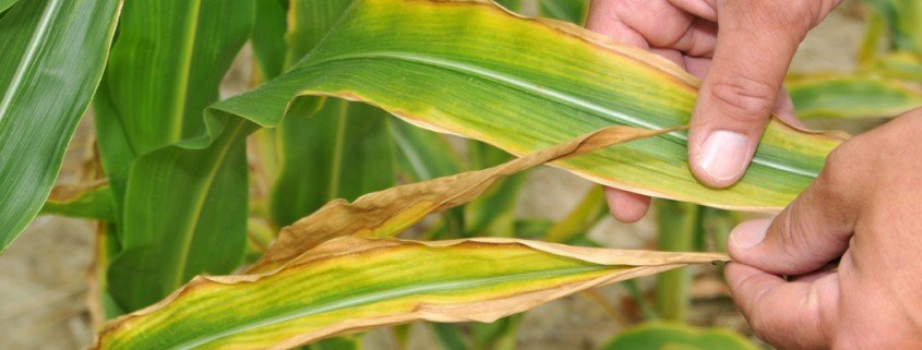 Potassium deficiency in corn source: