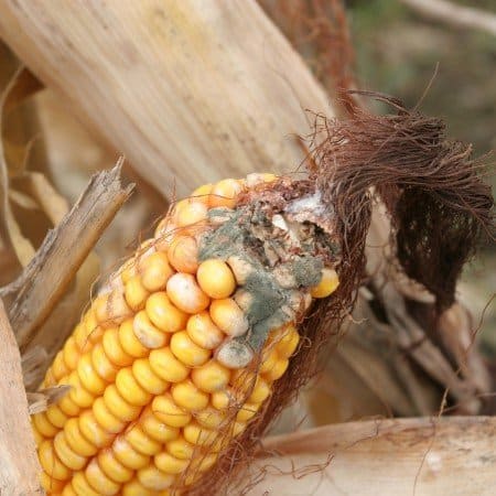 Gibberella Ear Rot in corn – The Andersons