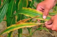 Potassium deficiency in corn photo