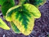 Potassium deficiency in soybeans photo