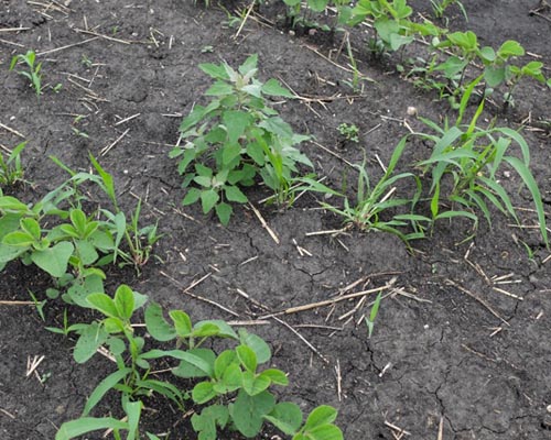Weeds in soybeans photo
