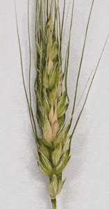 Fusarium on wheat