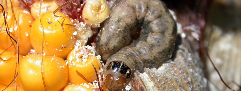 Western Bean Cutworm Larvae