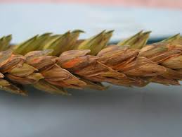 Fursarium Spores Wheat