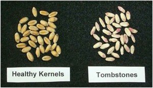 Infect- Healthy Kernels