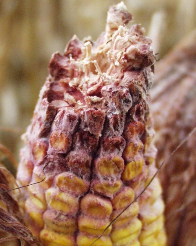 Gibberella Ear Rot in corn – The Andersons