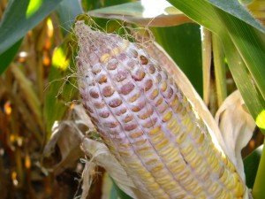 Gibberella Ear Rot in corn