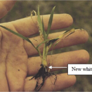 Assessing winter wheat survival