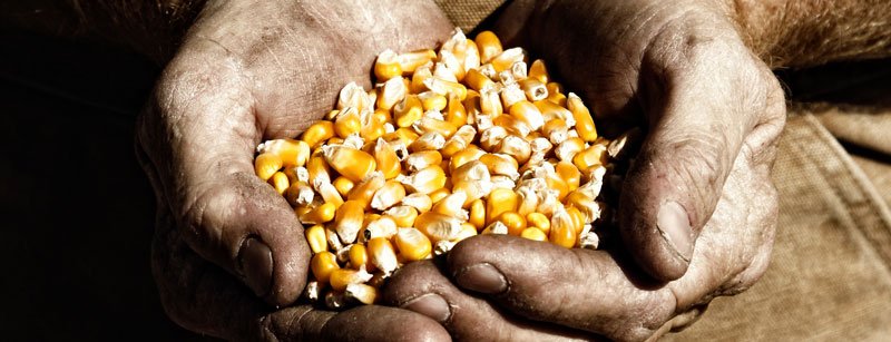 corn held in farmer's hands