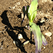 Phosphorus deficiency in corn photo