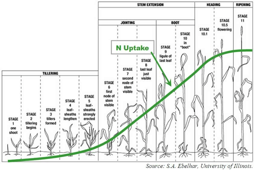 demand for nitrogen in corn