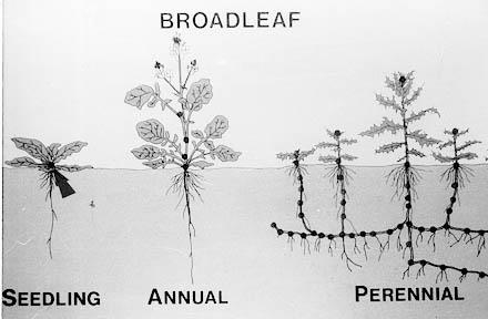 broadleaf weeds