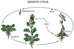 growth cycle of weeds