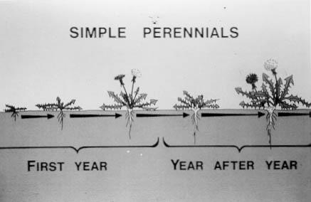 biennial plants life cycle