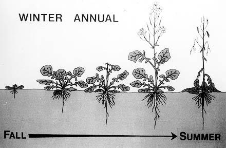 Winter annual weeds