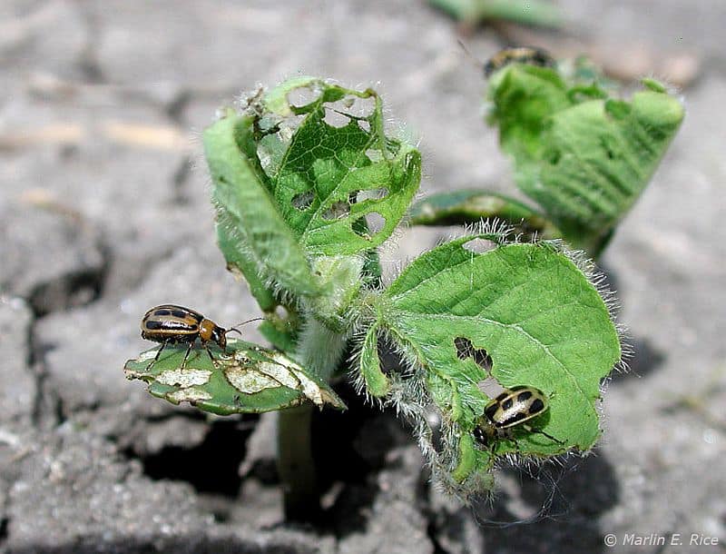 Bean Leaf Beetles feeding on soybean leaves