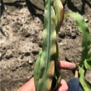 Thrip damage in corn photo