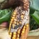 Corn Earworm photo in cob