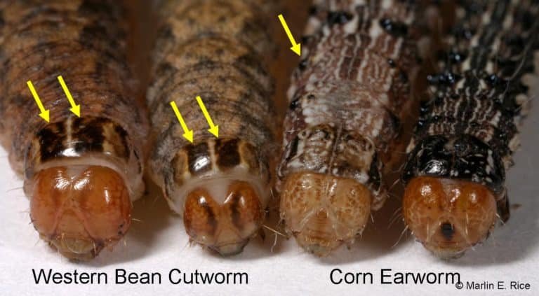 Western Bean Cutworm vs Corn Earworm photo